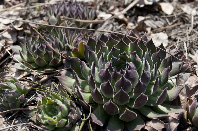 Free stock image of Crown flower created by Berdnik Oleksander