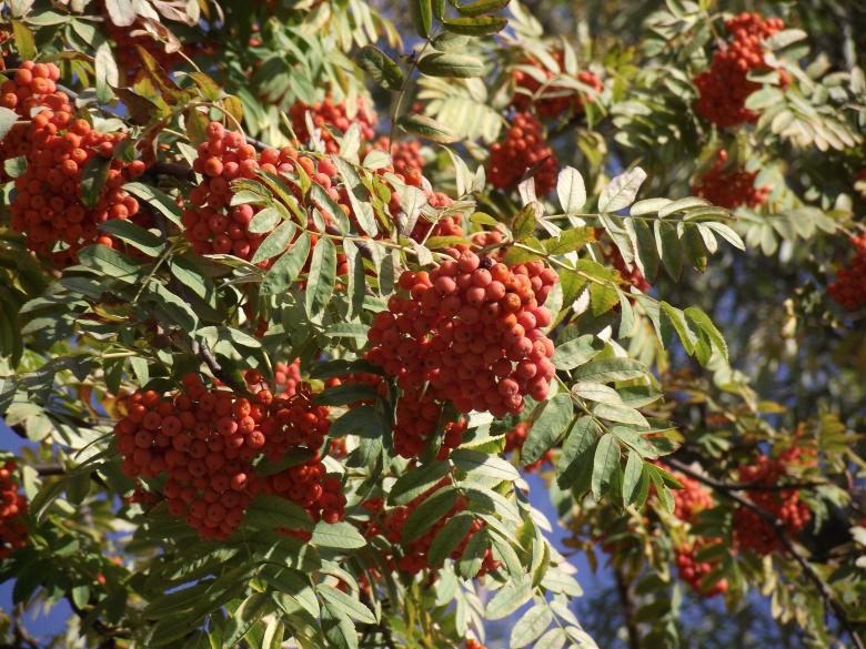 Free stock image of Wild Ash created by Berdnik Oleksander