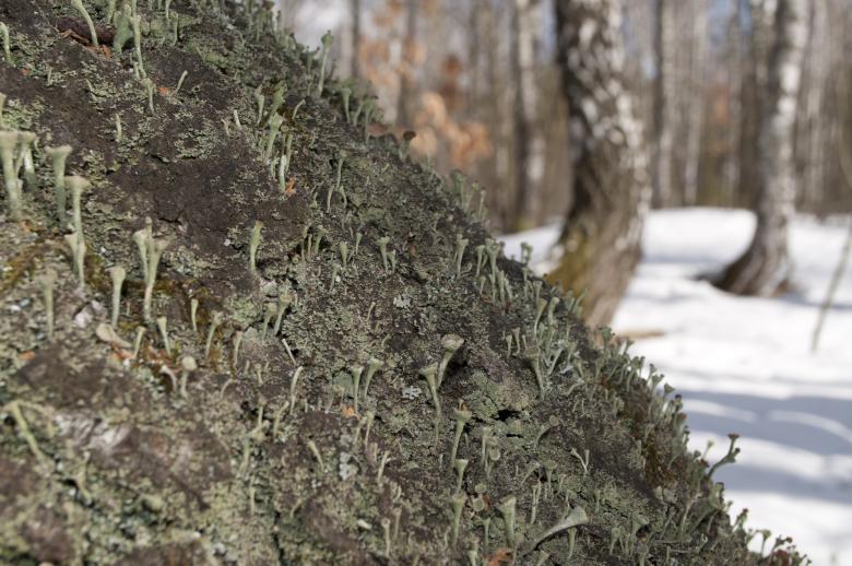 Free stock image of Moss on tree created by Berdnik Oleksander