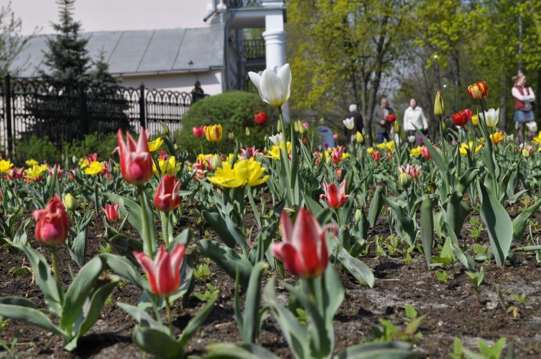 Free stock image of Tulip Flowers created by Berdnik Oleksander