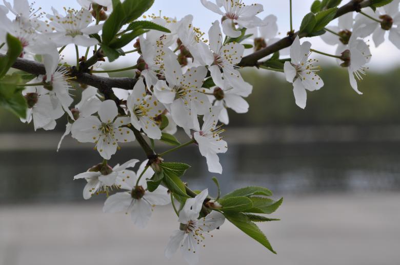 Free stock image of White Cherry Flowers created by Berdnik Oleksander