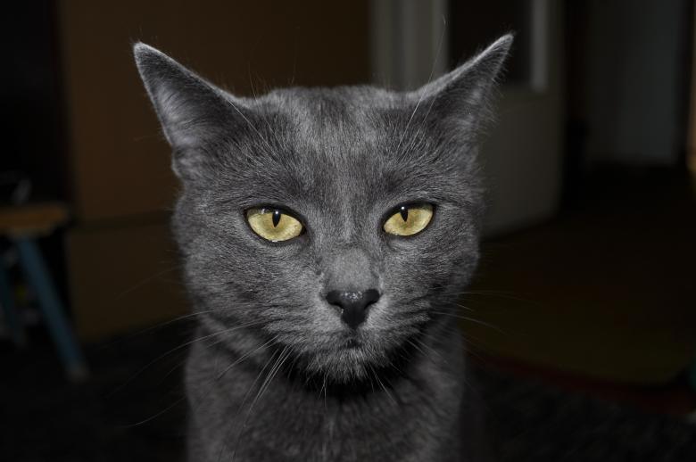 Free stock image of The gray Cat created by Berdnik Oleksander