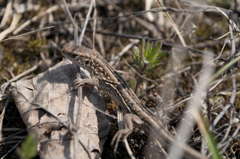 Free stock image of Lizard created by Berdnik Oleksander