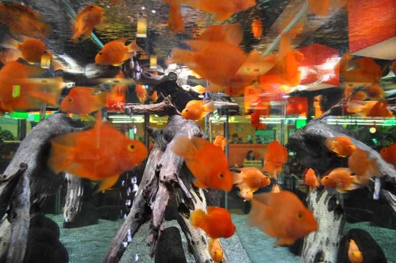 Free stock image of Gold fish created by Berdnik Oleksander