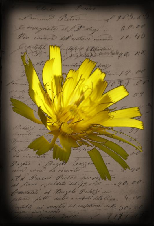 Free stock image of Yellow flower created by rudy bagozzi