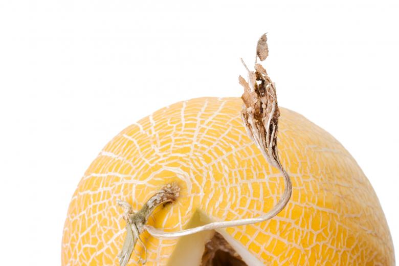 Free stock image of melon created by 2happy