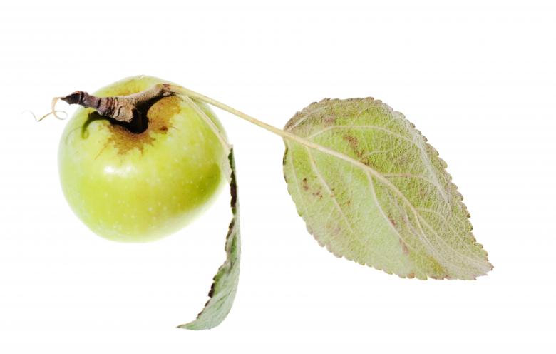 Free stock image of apple created by 2happy