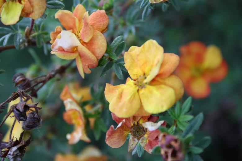 Free stock image of Yellow Flowers created by Carlijn Mol