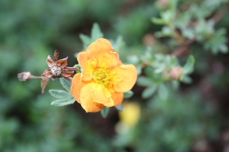 Free stock image of Yellow Flowers created by Carlijn Mol
