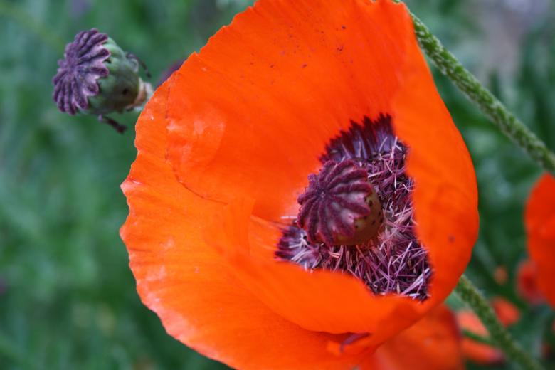 Free stock image of Red Flower created by Carlijn Mol