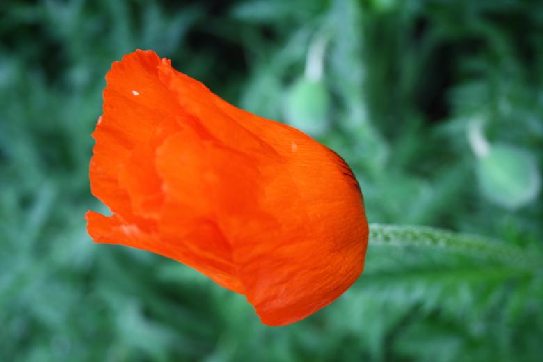 Free stock image of Red Flower created by Carlijn Mol