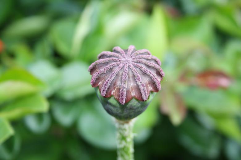 Free stock image of Seed Pot created by Carlijn Mol