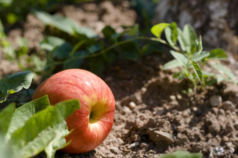 Free stock image of Apple created by 2happy