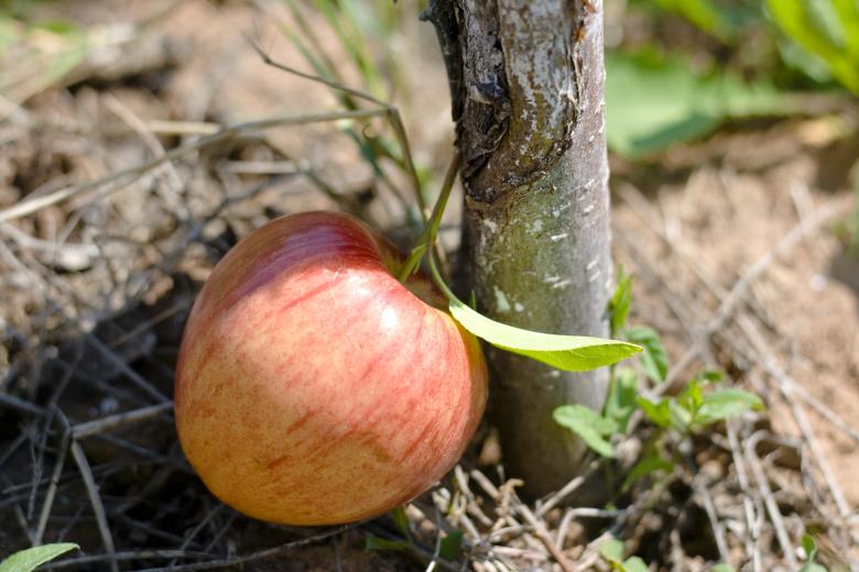 Free stock image of Apple created by 2happy