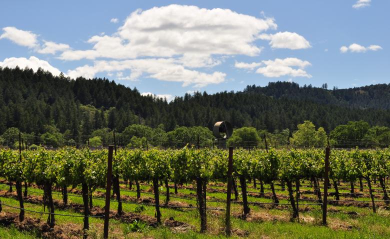 Free stock image of Napa Vineyard 2 created by Rachael Towne