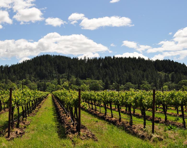 Free stock image of Napa Vineyard created by Rachael Towne