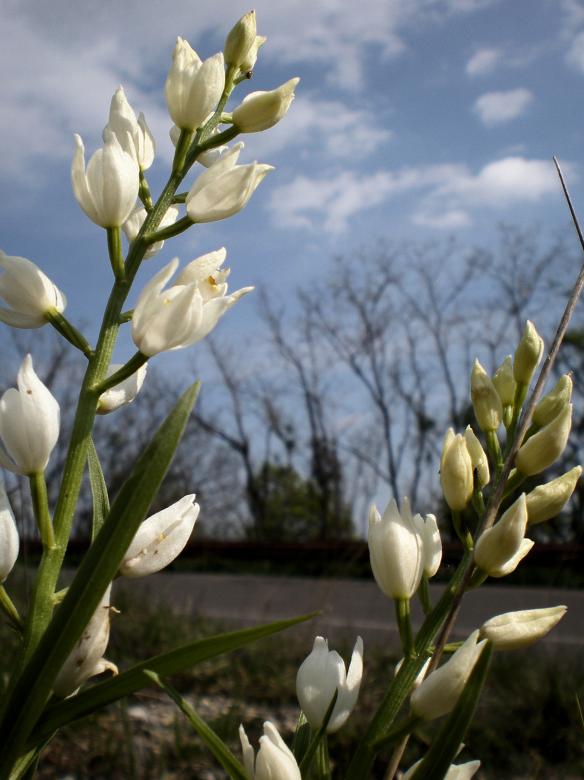 Free stock image of Wild orchid created by rudy bagozzi