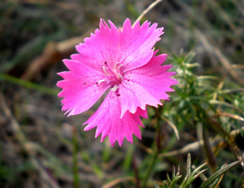 Free stock image of Wild pink created by rudy bagozzi