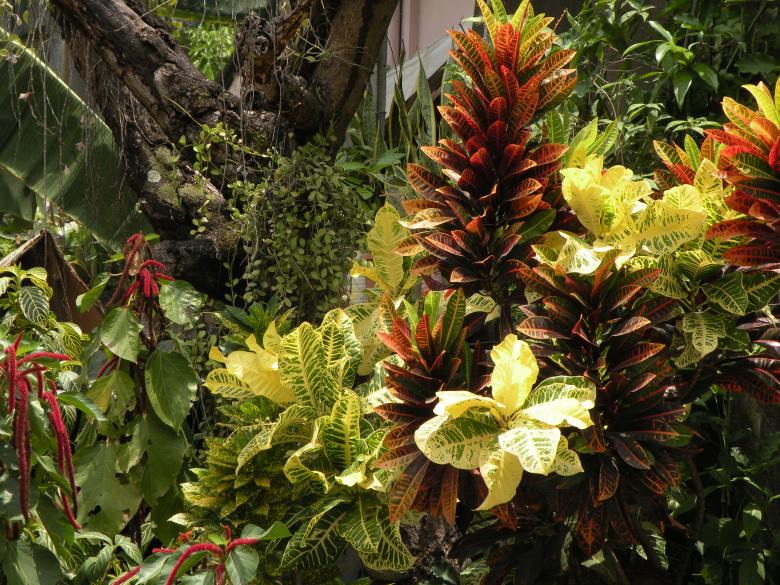 Free stock image of Colored Leaves created by John Percival Pergis