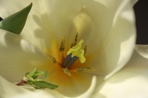 Tulip flower bud - Free Stock Photo