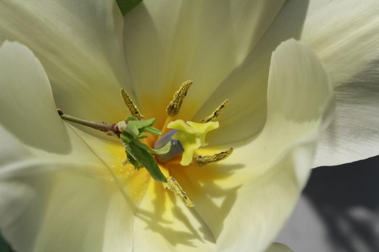 Free stock image of Tulip flower created by Chumak Alexey