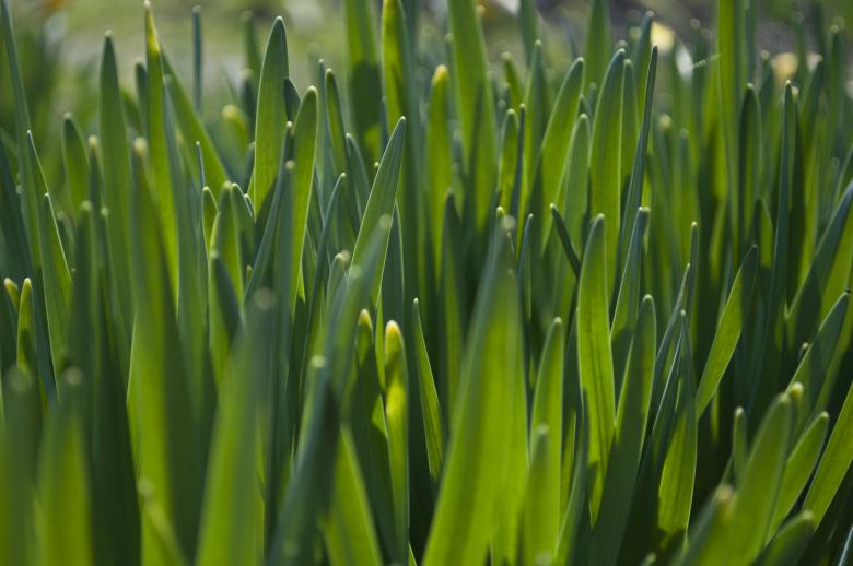 Free stock image of Grass created by Berdnik Oleksander