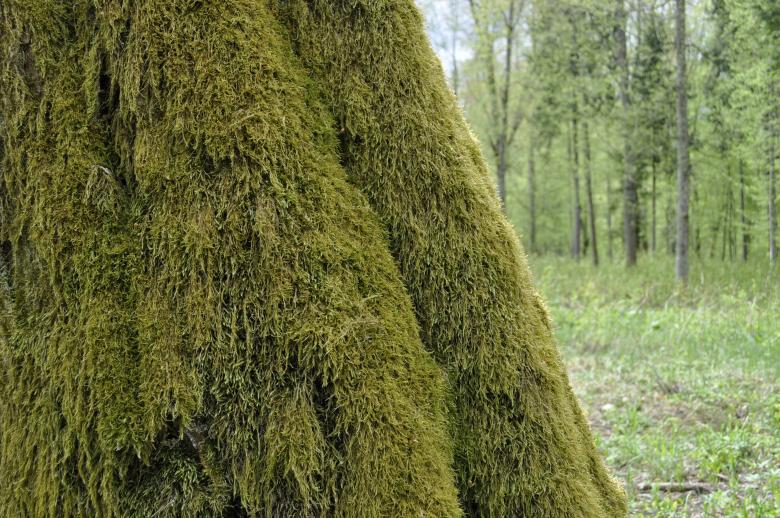 Free stock image of Moss created by Berdnik Oleksander