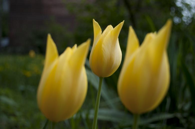 Free stock image of Tulips created by Berdnik Oleksander