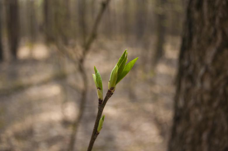 Free stock image of Sprout created by Berdnik Oleksander