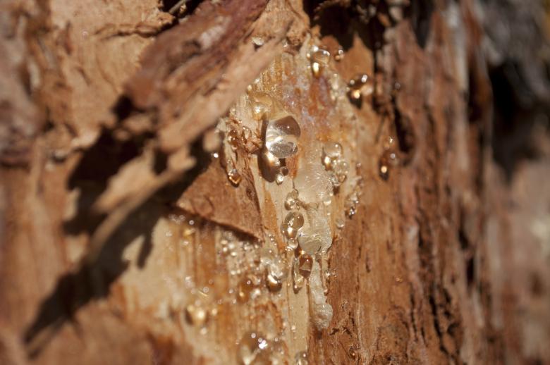 Free stock image of Resin created by Berdnik Oleksander