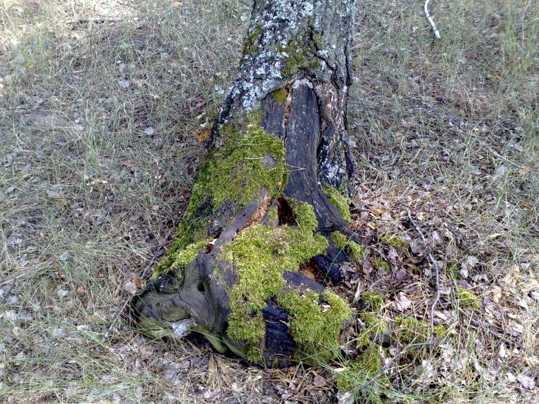 Free stock image of Moss on tree created by Berdnik Oleksander