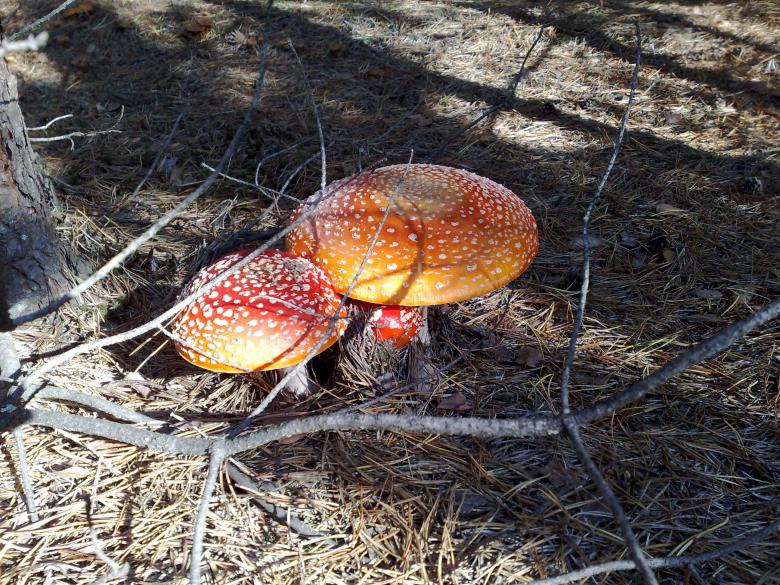 Free stock image of Red fungus created by Berdnik Oleksander
