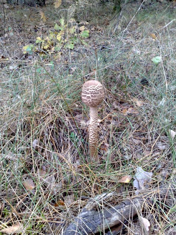 Free stock image of Fungus created by Berdnik Oleksander