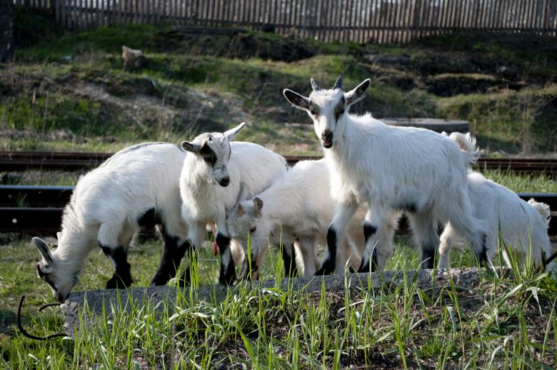 Free stock image of Goats created by Berdnik Oleksander