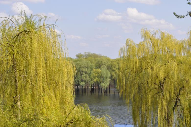 Free stock image of Trees created by Berdnik Oleksander
