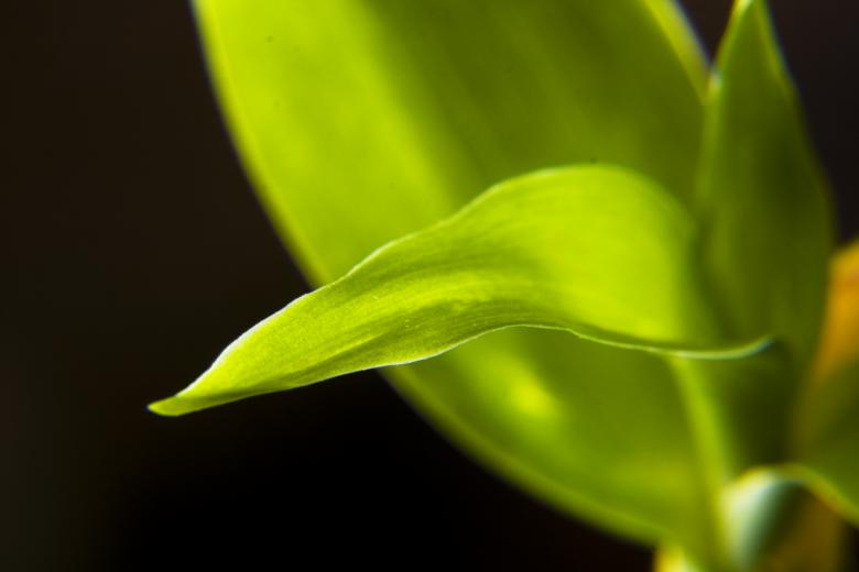 Free stock image of plant macro created by 2happy