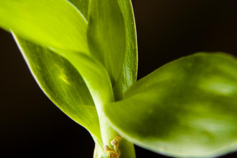 Free stock image of plant macro created by 2happy