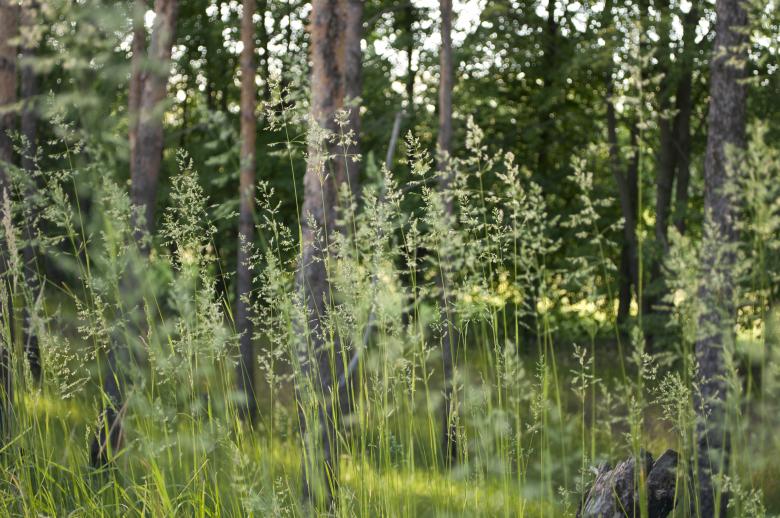 Free stock image of Grass created by Berdnik Oleksander