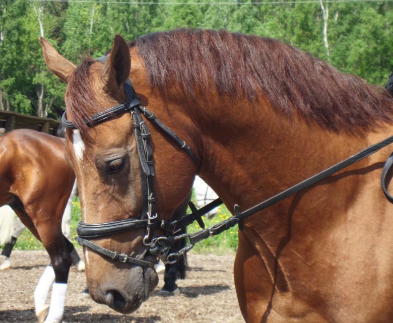 Free stock image of Horse created by Katherine