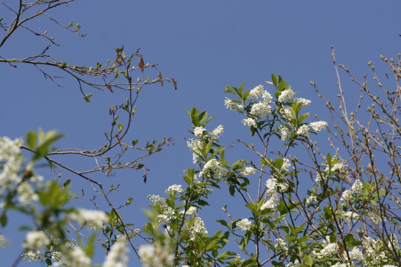 Free stock image of flowers created by 2happy