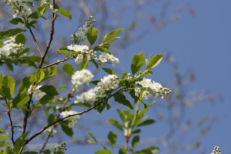 Free stock image of White Blossoms - Blue Sky created by 2happy