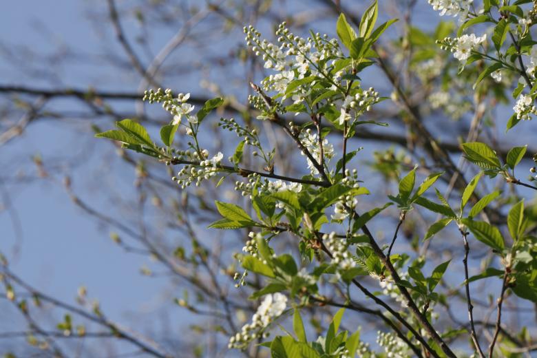 Free stock image of Tree Flowers created by 2happy