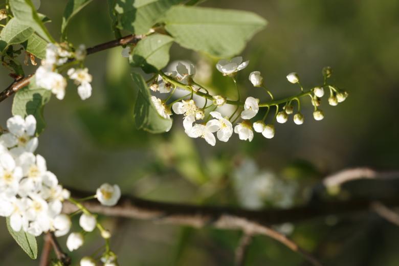 Free stock image of flowers created by 2happy