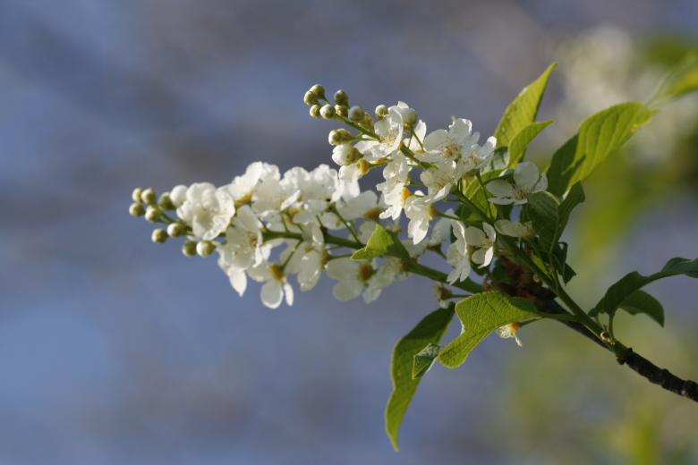 Free stock image of flowers created by 2happy