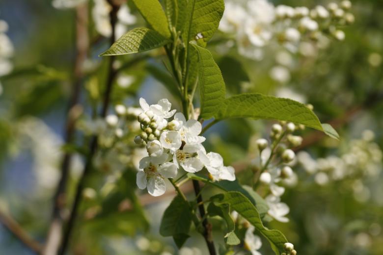 Free stock image of White Blooming Flowers created by 2happy