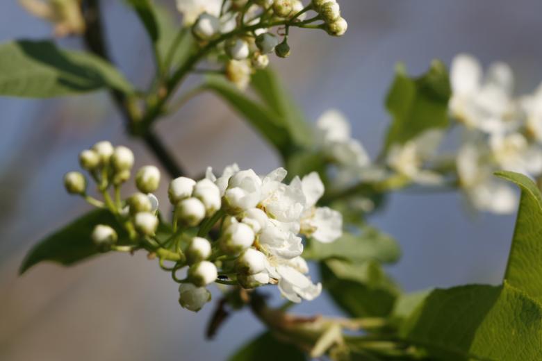Free stock image of White Cherryblossoms created by 2happy