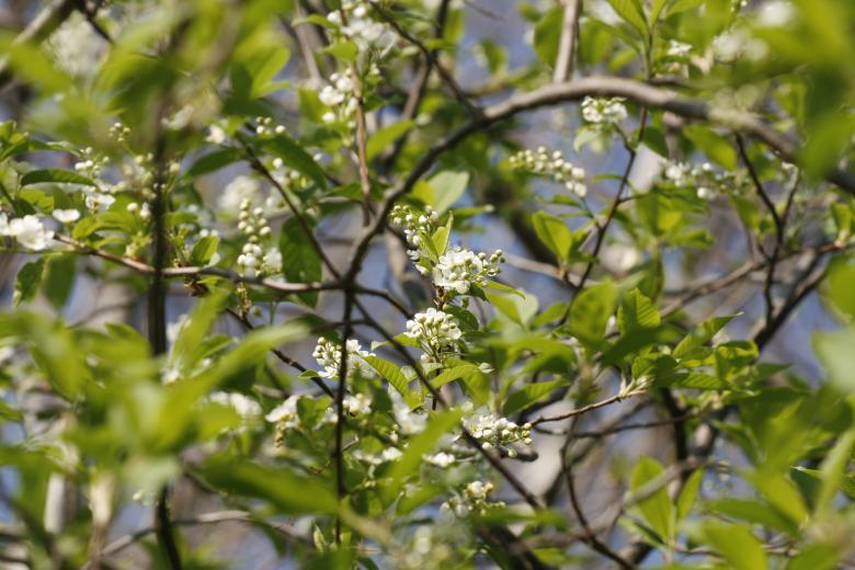 Free stock image of Tree Blossoms created by 2happy