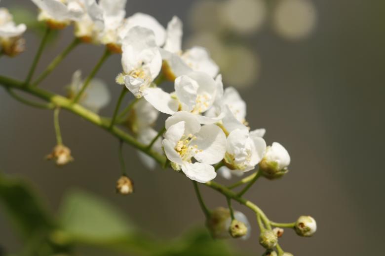 Free stock image of flowers created by 2happy