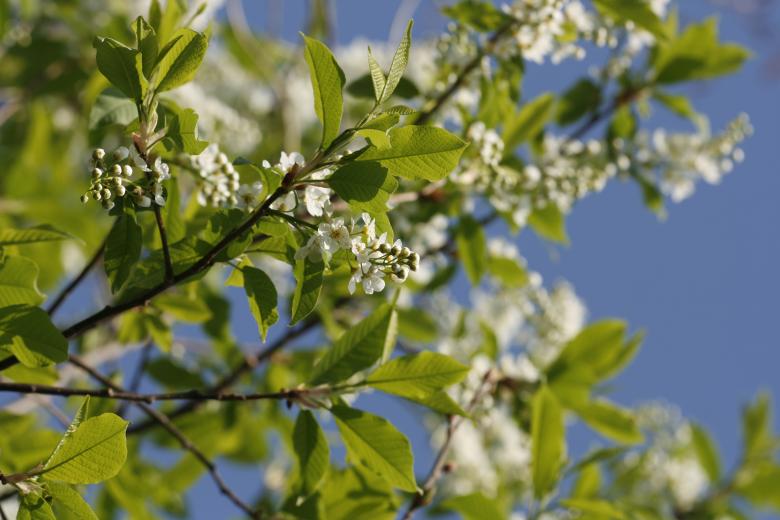 Free stock image of White flowers in tree created by 2happy