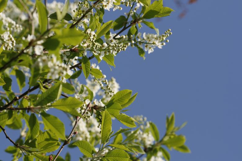 Free stock image of White Blossoms on Tree created by 2happy